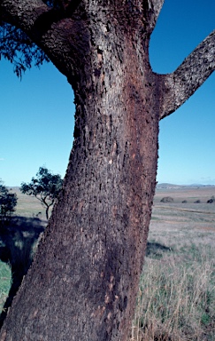 APII jpeg image of Eucalyptus goniocalyx  © contact APII