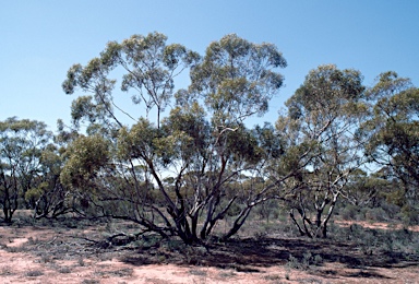 APII jpeg image of Eucalyptus gracilis  © contact APII