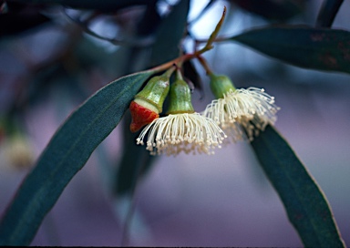 APII jpeg image of Eucalyptus incrassata  © contact APII