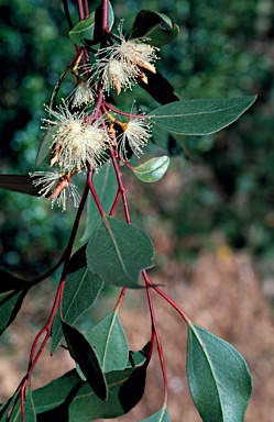 APII jpeg image of Eucalyptus infera  © contact APII