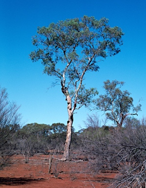 APII jpeg image of Eucalyptus intertexta  © contact APII