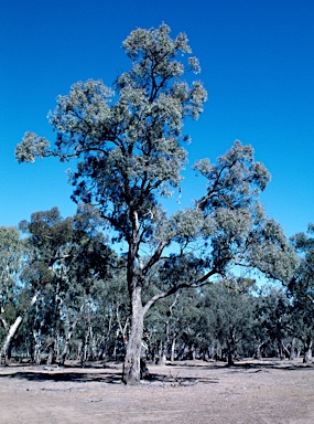 APII jpeg image of Eucalyptus largiflorens  © contact APII