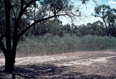 APII jpeg image of Eucalyptus largiflorens  © contact APII