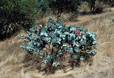 APII jpeg image of Eucalyptus macrocarpa subsp. elachantha  © contact APII