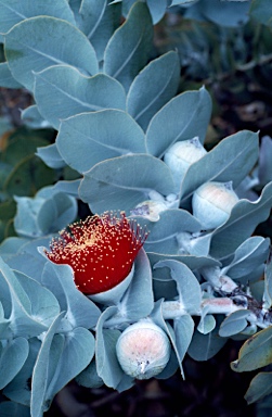 APII jpeg image of Eucalyptus macrocarpa subsp. elachantha  © contact APII