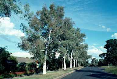 APII jpeg image of Eucalyptus mannifera  © contact APII