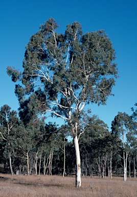 APII jpeg image of Eucalyptus mannifera  © contact APII