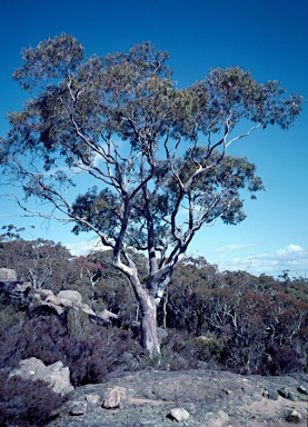 APII jpeg image of Eucalyptus mannifera  © contact APII