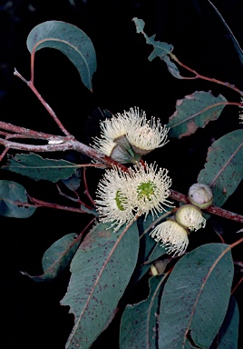 APII jpeg image of Eucalyptus megacarpa  © contact APII