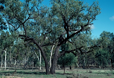 APII jpeg image of Eucalyptus melanophloia  © contact APII