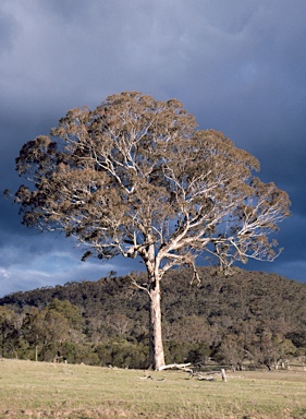 APII jpeg image of Eucalyptus melliodora  © contact APII