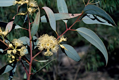 APII jpeg image of Eucalyptus moderata  © contact APII