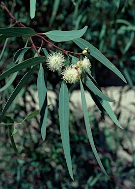 APII jpeg image of Eucalyptus morrisii  © contact APII