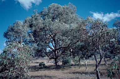 APII jpeg image of Eucalyptus nortonii  © contact APII