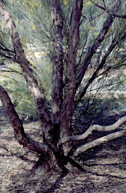 APII jpeg image of Eucalyptus goniocalyx subsp. exposa  © contact APII