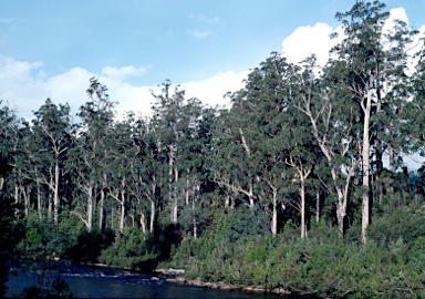 APII jpeg image of Eucalyptus obliqua  © contact APII