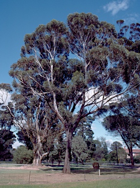 APII jpeg image of Eucalyptus occidentalis  © contact APII