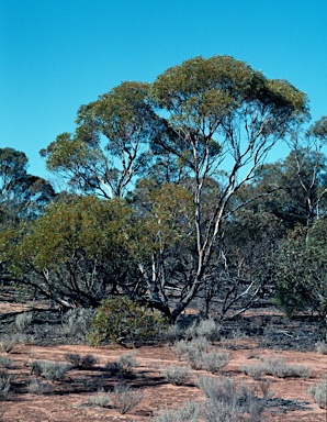 APII jpeg image of Eucalyptus oleosa subsp. oleosa  © contact APII