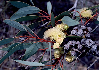 APII jpeg image of Eucalyptus pachyphylla  © contact APII