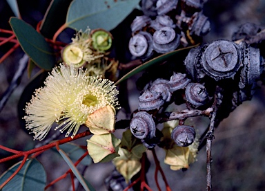 APII jpeg image of Eucalyptus pachyphylla  © contact APII