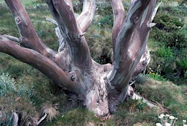 APII jpeg image of Eucalyptus pauciflora  © contact APII