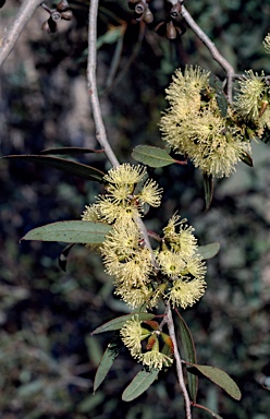 APII jpeg image of Eucalyptus phaenophylla subsp. interjacens  © contact APII