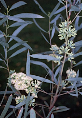 APII jpeg image of Eucalyptus polybractea  © contact APII