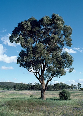 APII jpeg image of Eucalyptus populnea  © contact APII