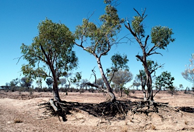 APII jpeg image of Eucalyptus populnea  © contact APII