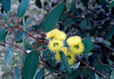 APII jpeg image of Eucalyptus preissiana  © contact APII