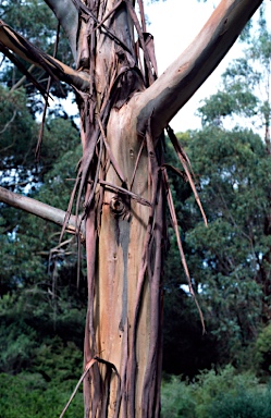 APII jpeg image of Eucalyptus saxatilis  © contact APII