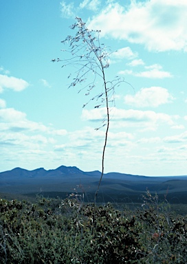 APII jpeg image of Eucalyptus sepulcralis  © contact APII