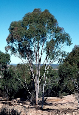 APII jpeg image of Eucalyptus thozetiana  © contact APII