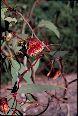 APII jpeg image of Eucalyptus youngiana  © contact APII