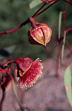 APII jpeg image of Eucalyptus youngiana  © contact APII