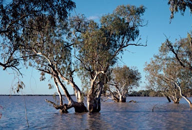 APII jpeg image of Eucalyptus camaldulensis  © contact APII