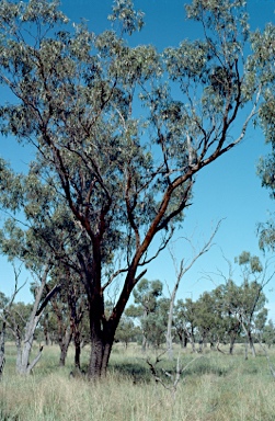 APII jpeg image of Eucalyptus ochrophloia  © contact APII