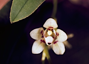 APII jpeg image of Sarcochilus weinthalii  © contact APII