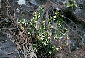 APII jpeg image of Epacris obtusifolia  © contact APII