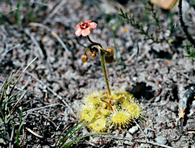 APII jpeg image of Drosera glanduligera  © contact APII