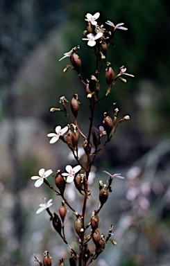 APII jpeg image of Stylidium laricifolium  © contact APII