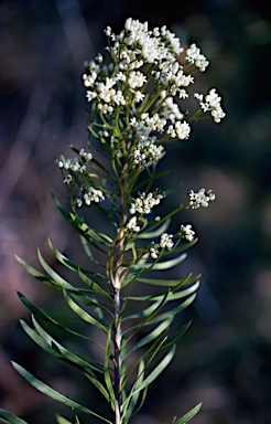 APII jpeg image of Conospermum burgessiorum  © contact APII