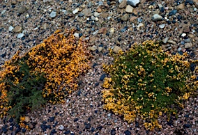 APII jpeg image of Pultenaea pedunculata  © contact APII