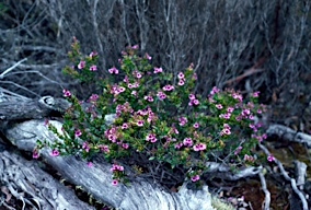 APII jpeg image of Prostanthera hindii  © contact APII