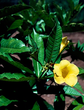 APII jpeg image of Allamanda neriifolia  © contact APII