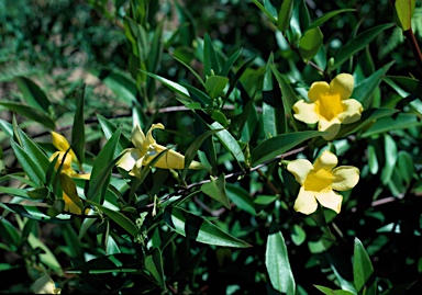 APII jpeg image of Gelsemium sempervirens  © contact APII