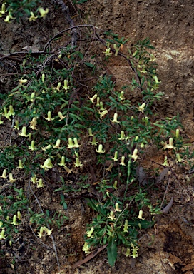 APII jpeg image of Billardiera scandens  © contact APII