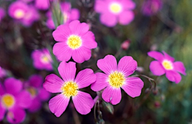 APII jpeg image of Calandrinia polyandra  © contact APII