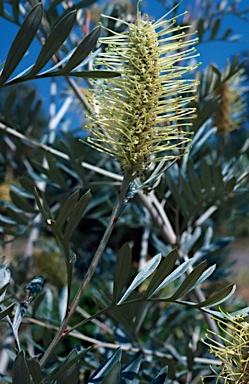 APII jpeg image of Grevillea sessilis  © contact APII