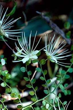 APII jpeg image of Capparis sarmentosa  © contact APII